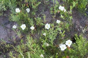 Wild flowers in semi desertic environment, Calden forest, La Pampa Argentina photo