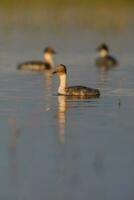 Silvery Grebe , Patagonia, Argentina photo