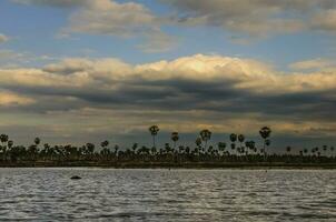 sol palmas paisaje en la estrella pantano, Formosa provincia, argentina. foto