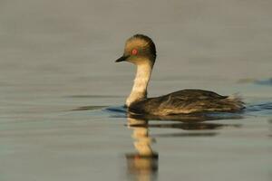 Silvery Grebe , Patagonia, Argentina photo