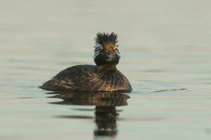 White-tufted Grebe, La Pampa Argentina photo