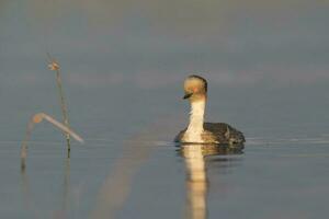 Silvery Grebe , Patagonia, Argentina photo