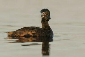 White-tufted Grebe, La Pampa Argentina photo