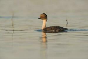 Silvery Grebe , Patagonia, Argentina photo