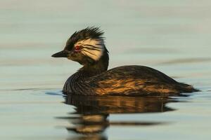 White-tufted Grebe, La Pampa Argentina photo