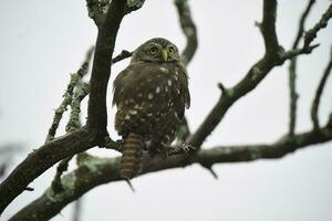 Ferruginous Pygmy owl, Glaucidium brasilianum, Calden forest, La Pampa Province, Patagonia, Argentina. photo