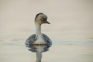 Silvery Grebe , Patagonia, Argentina photo