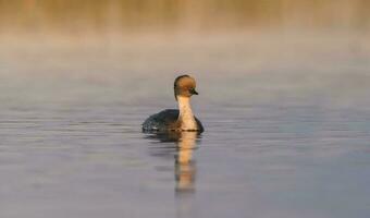 Silvery Grebe on a lagoon , Patagonia, Argentina photo