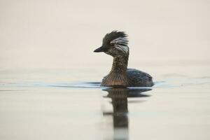 White-tufted Grebe, La Pampa Argentina photo