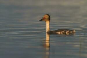 Silvery Grebe , Patagonia, Argentina photo