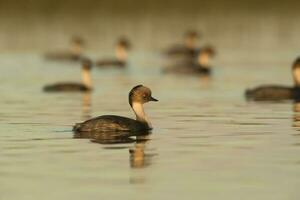 Silvery Grebe , Patagonia, Argentina photo