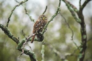 Ferruginous Pygmy owl, Glaucidium brasilianum, Calden forest, La Pampa Province, Patagonia, Argentina. photo