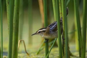 Wren like rushbird, in marsh environment, Patagonia, Argentina photo