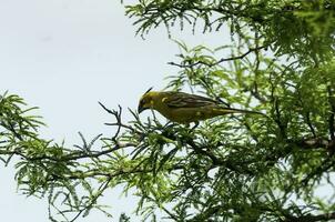 amarillo cardenal, gobernadora cresta, en peligro de extinción especies en la pampa, argentina foto