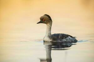 Silvery Grebe , Patagonia, Argentina photo