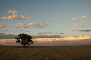 pampa árbol paisaje, la pampa provincia, Patagonia, argentina. foto