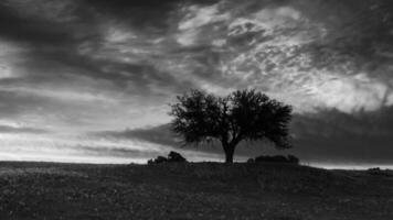 puesta de sol árbol paisaje, la pampa provincia, Patagonia, argentina. foto