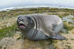 Elephant seal, Peninsula Valdes, Unesco World Heritage Site, Patagonia, Argentina photo