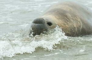 Elephant seal, Patagonia photo