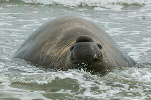 Elephant seal, Patagonia photo