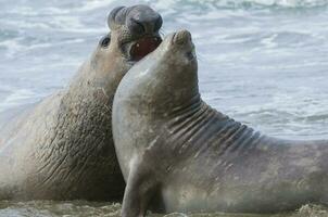 Elephant seal, Patagonia photo