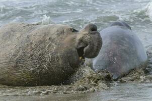 Elephant seal, Patagonia photo