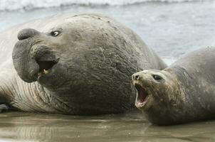 Elephant seal, Patagonia photo