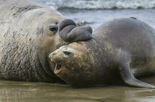 Elephant seal, Patagonia photo