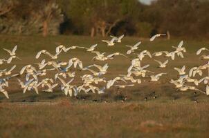 Egret flock in flight, La Pampa province, Patagonia, Argentina photo