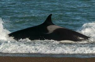 Killer Whale, Orca, hunting a sea lions , Peninsula Valdes, Patagonia Argentina photo