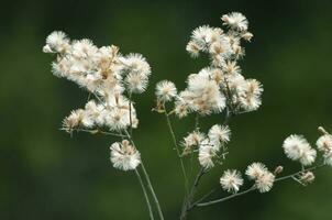 Wild flowers in semi desertic environment, Calden forest, La Pampa Argentina photo