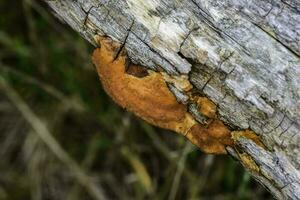 Orange fungus on the trunk of a tree, La Pampa Province, Patagonia, Argentina. photo