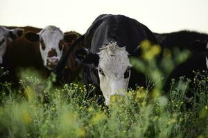 Cows grazing in the field, in the Pampas plain, Argentina photo