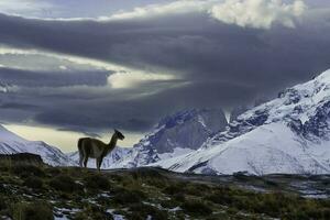 montaña paisaje ambiente, torres del paine nacional parque, Patagonia, Chile. foto