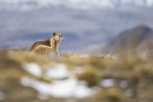 Puma , torres del paine nacional parque, Patagonia, Chile foto