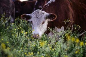 Cows grazing in the field, in the Pampas plain, Argentina photo