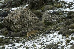 Puma walking in mountain environment, Torres del Paine National Park, Patagonia, Chile. photo