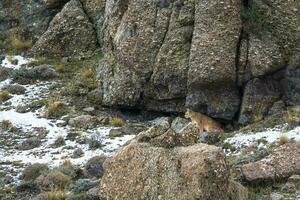 Puma walking in mountain environment, Torres del Paine National Park, Patagonia, Chile. photo