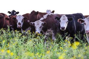 Cows grazing in the field, in the Pampas plain, Argentina photo