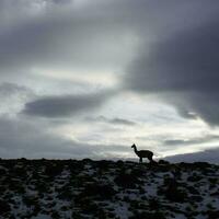 Mountain landscape environment, Torres del Paine National Park, Patagonia, Chile. photo