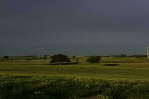 Sunset Calden tree landscape, La Pampa province, Patagonia, Argentina. photo