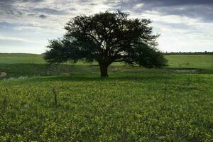 puesta de sol caldén árbol paisaje, la pampa provincia, Patagonia, argentina. foto