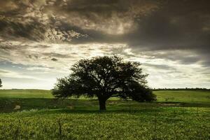 puesta de sol caldén árbol paisaje, la pampa provincia, Patagonia, argentina. foto