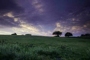 Sunset Calden tree landscape, La Pampa province, Patagonia, Argentina. photo