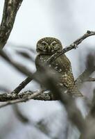 Ferruginous Pygmy owl, Glaucidium brasilianum, Calden forest, La Pampa Province, Patagonia, Argentina. photo