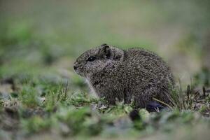 Desert Cavi, Lihue Calel National Park, La Pampa Province, Patagonia , Argentina photo