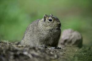 Desert Cavi, Lihue Calel National Park, La Pampa Province, Patagonia , Argentina photo