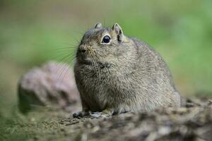 Desert Cavi, Lihue Calel National Park, La Pampa Province, Patagonia , Argentina photo