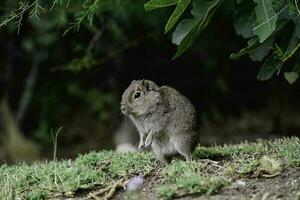 Desert Cavi, Lihue Calel National Park, La Pampa Province, Patagonia , Argentina photo