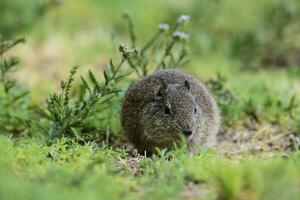 Desert Cavi, Lihue Calel National Park, La Pampa Province, Patagonia , Argentina photo